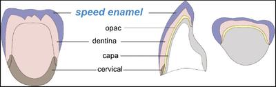 speed_enamel_schema.jpg