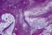 apatos_microscop_1.jpg